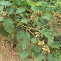 Waltheria indica L.